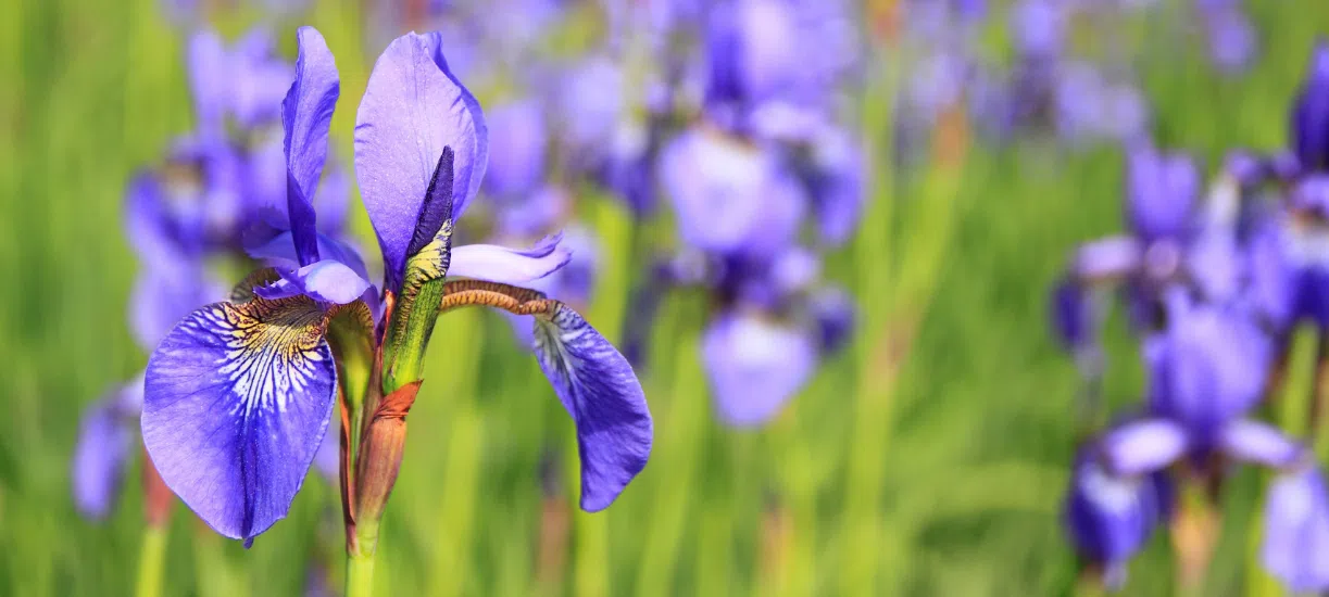 Cmonjardinier vous explique comment entretenir des iris.