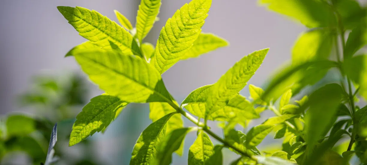 Cmonjardinier vous explique comment cultiver votre propre verveine.