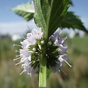 menthe arvensis