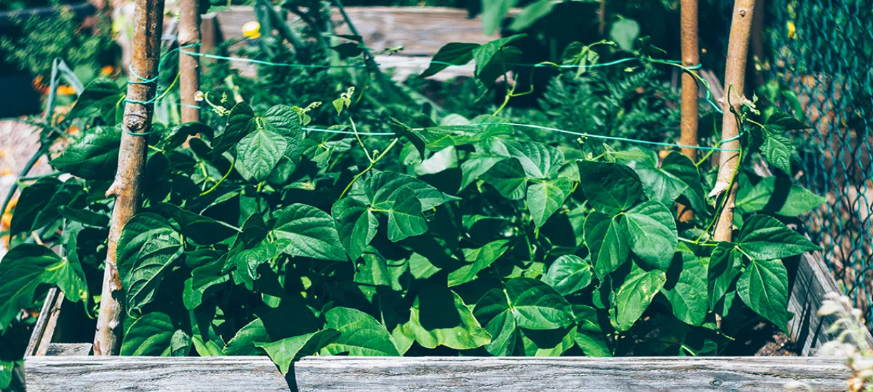 Comment donner de la hauteur à son potager ?