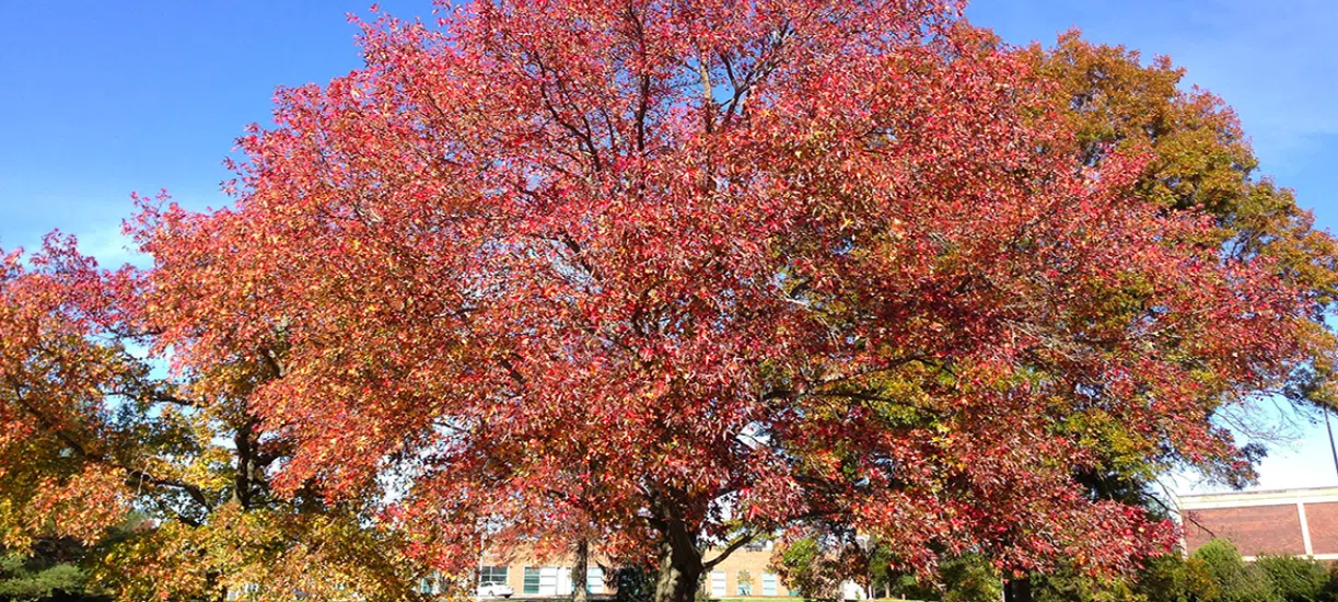 Cmonjardinier vous présente le liquidambar.