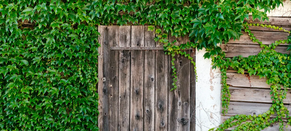 Comment avoir de belles plantes sans soucis toute l'année ?