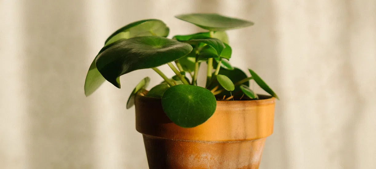 Comment soigner son pilea ?