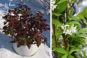 Le jasmin winter ruby et son beau feuillage en hiver et en été