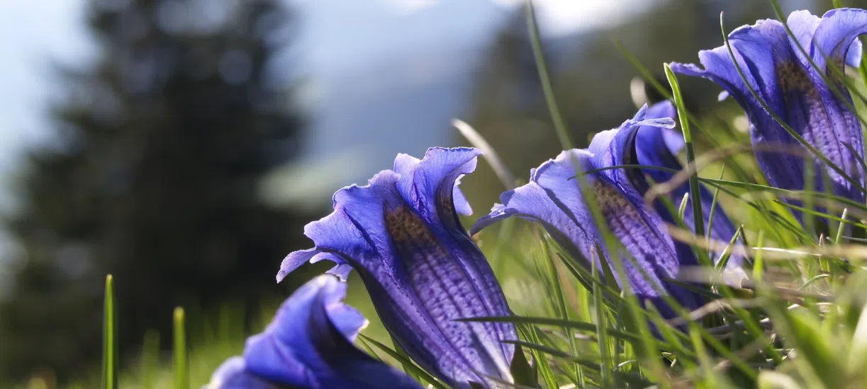 Cmonjardinier vous dit tout sur la gentiane et ses bienfaits.