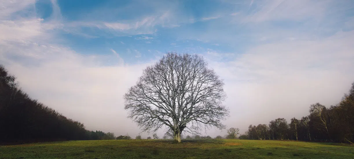 Savez-vous pourquoi les arbres perdent leurs feuilles en automne? Cmonjardinier vous dit tout.