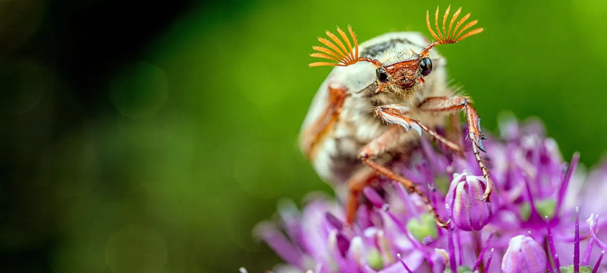 Comment lutter contre les hannetons au jardin, voici nos conseils.