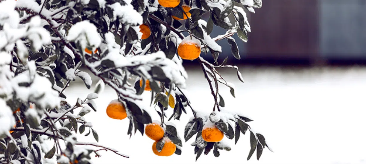 Comment faire un jardin d'hiver? Cmonjardinier vous explique où le placer et quelles plantes y mettre !