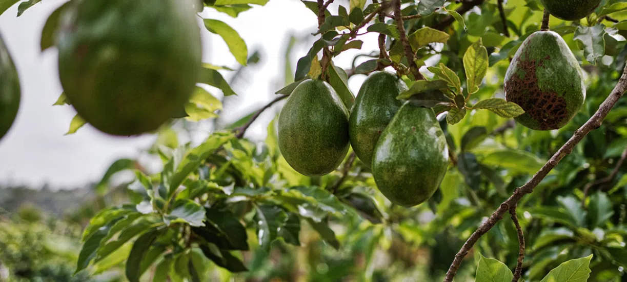 Comment entretenir un avocatier? Cmonjardinier vous dit tout sur cet arbre tropical aux fruits 100% healthy.