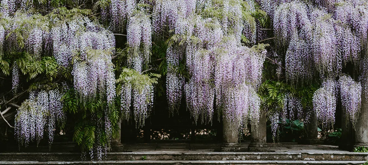 Savez-vous comment entretenir la glycine? Cmonjardinier vous dit tout sur cette plante grimpante.