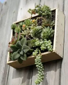 tableau végétalisme Cmonjardinier