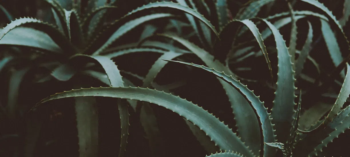 Comment entretenir un Aloe Vera? Cmonjardinier vous dit tout.