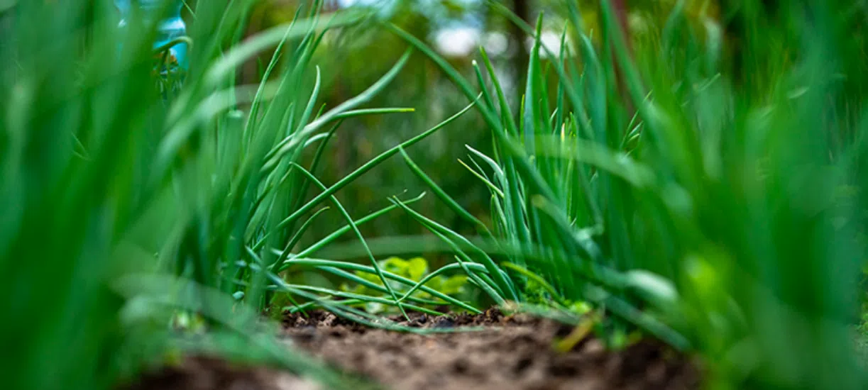 Découvrez le jardinage écologique grâce à notre partenaire Lucas Engelbach.