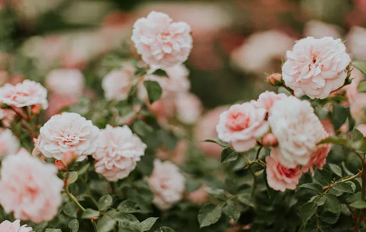 Connaissez-vous les différentes maladies des rosiers ? On vous explique comment les reconnaitre et comment les traiter.