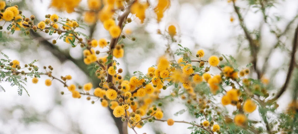 Savez-vous comment entretenir un mimosa ? Cmonjardinier vous dit tout