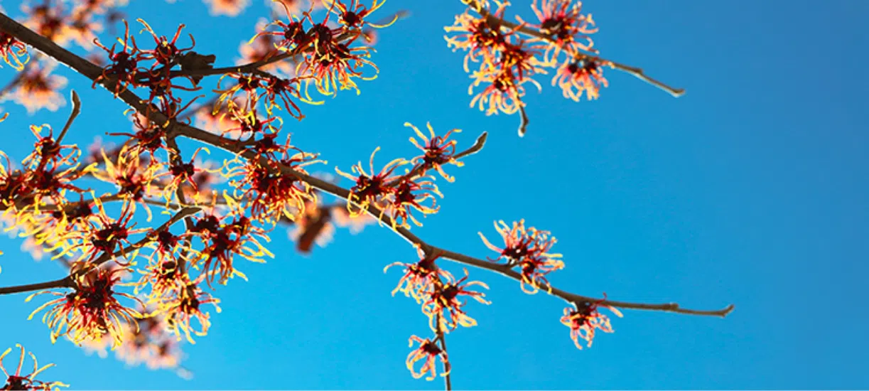 Cmonjardinier a fait rien que pour vous une petite sélection de 10 arbres et arbustes résistants au froid.