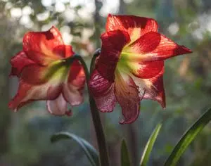 L'amaryllis fait partie de la sélection fleurs et plantes de Noël de Cmonjardinier