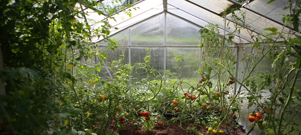 Cultiver sous serre froide en hiver Cmonjardinier vous explique tout sur ses avantages et les légumes à y faire pousser en hiver.