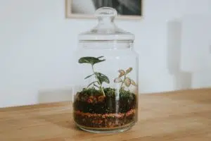 Le terrarium fait partie de la sélection fleurs et plantes de Noël de Cmonjardinier