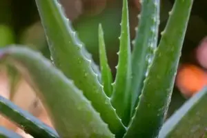 L'aloe Vera, une des plantes d'intérieur faciles à entretenir