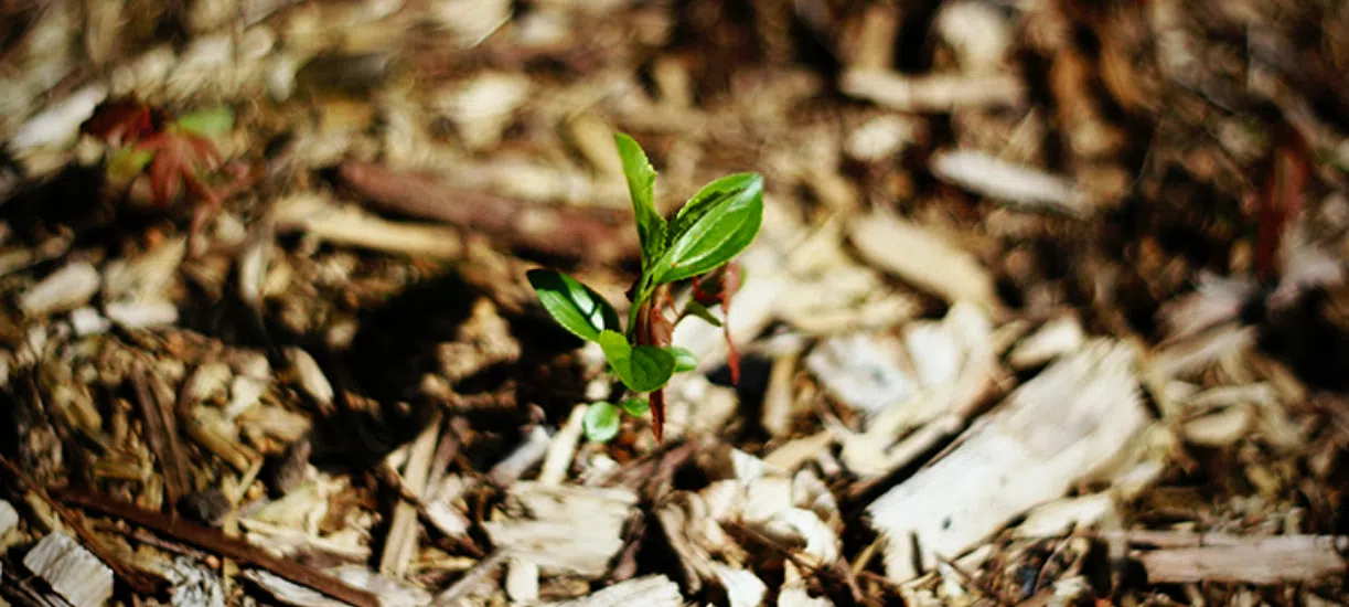 Comment pailler son jardin ? Cmonjardinier vous explique les bons gestes à avoir et vous donne ses conseils.