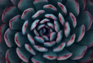 Echeveria Agavoides, sélection Cmonjardinier