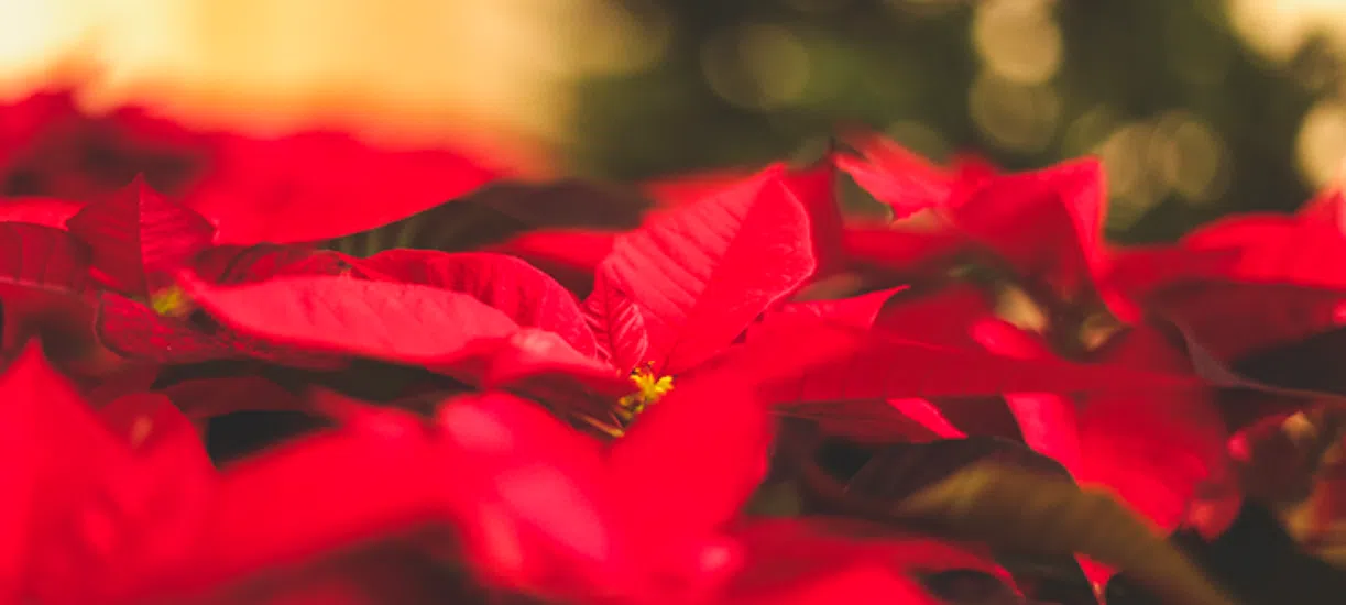 Cmonjardinier vous a fait une sélection de fleurs et plantes de Noël.