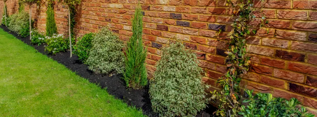 Fiche plantes du jardin : arbres, arbustes et vivaces