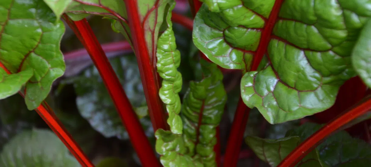 Cmonjardinier vous dit tout ce qu'il faut savoir sur la rhubarbe..