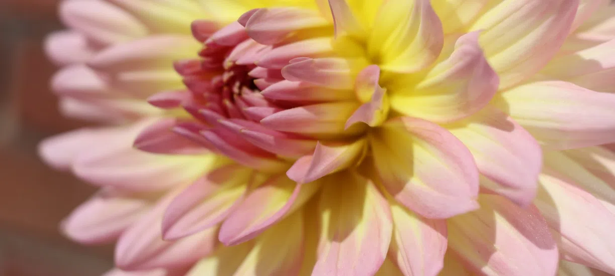 Cmonjardinier vous fait une sélection de fleurs à floraison tardive