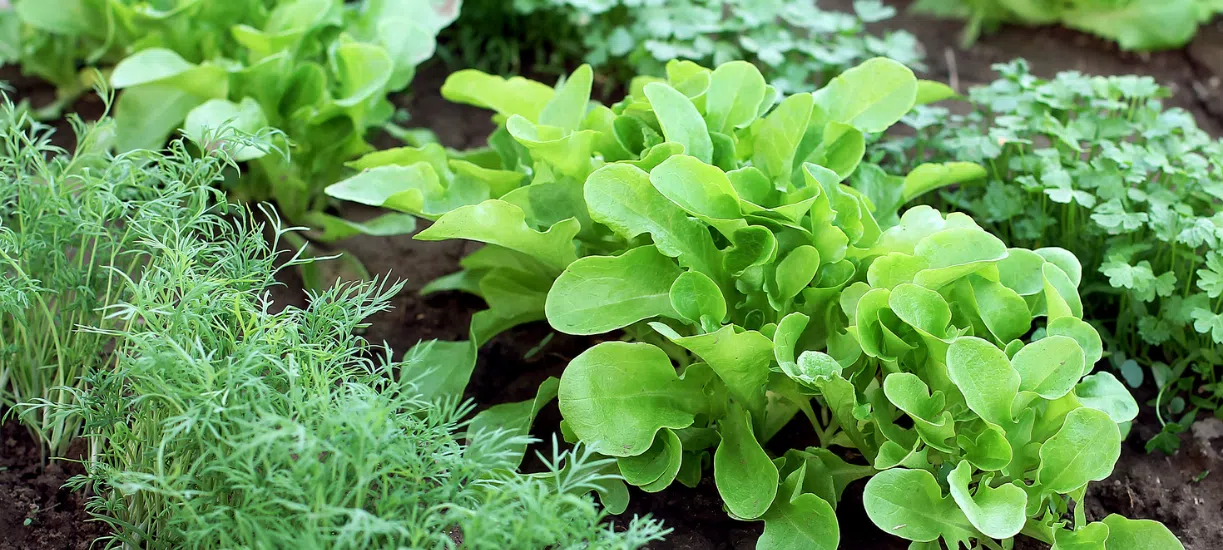 Cmonjardinier vous propose une sélection de végétaux à planter en octobre au potager.