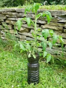 On vous présente des pots de fleurs originaux et insolites de bouteille