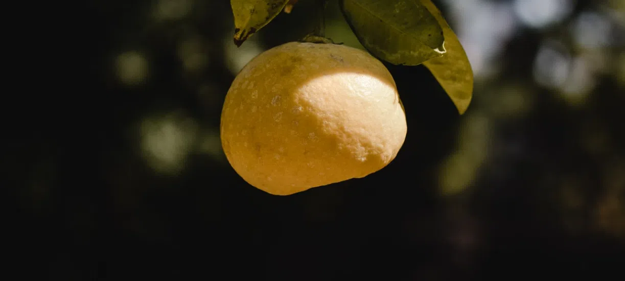 Cmonjardinier vous présente le yuzu du japon