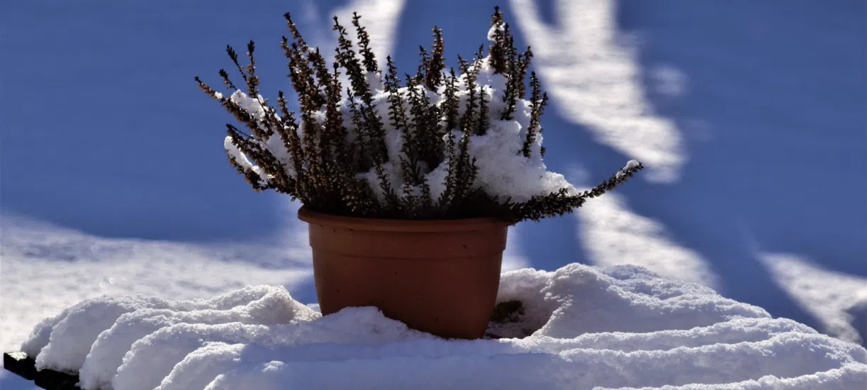 Colorez votre jardin en hiver avec Cmonjardinier