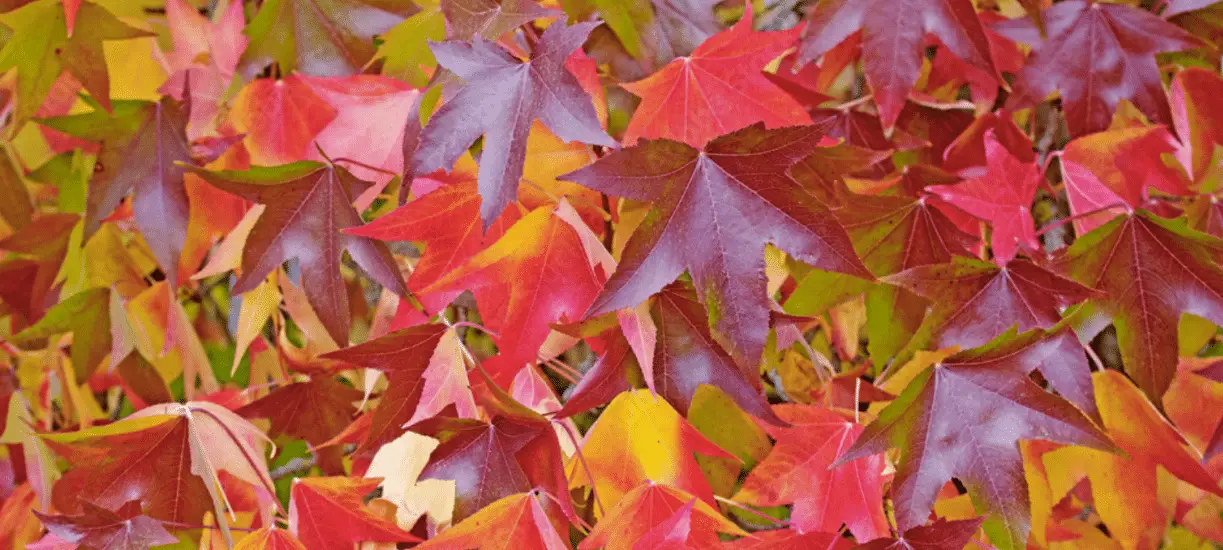 Cmonjardinier vous dit tout sur l'entretien du liquidambar