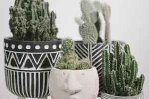 Trois petits cactus en intérieur-plantes favorites des réseaux sociaux