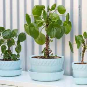 Le pilea en plante d'intérieur-plantes favorites des réseaux sociaux