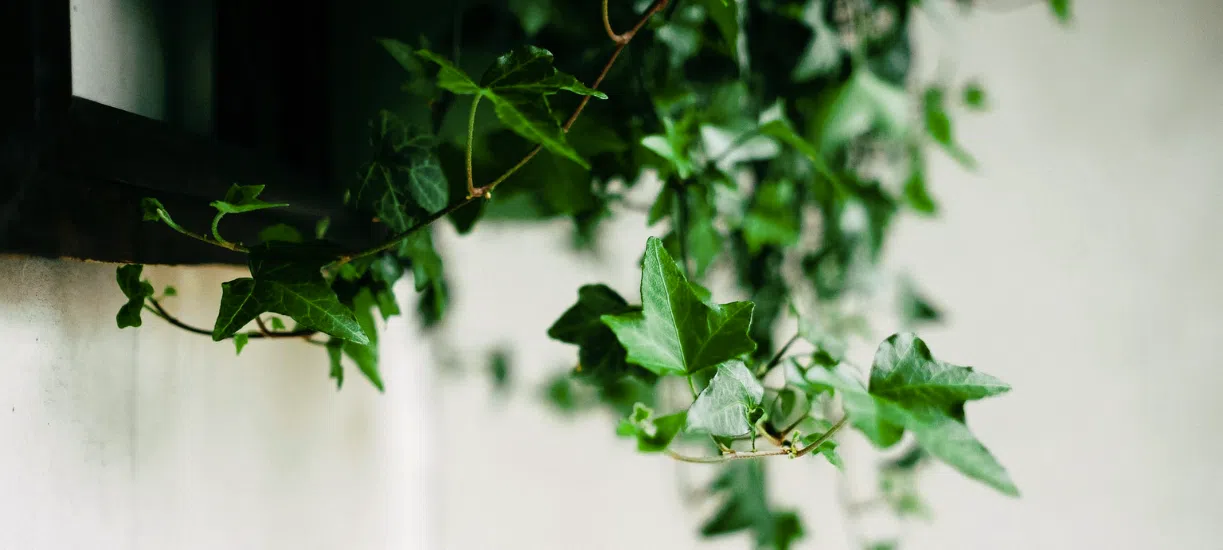 Cmonjardinier vous fait une sélection de 9 plantes depolluantes à mettre chez soi