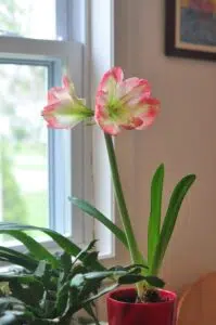 Amaryllis en pot