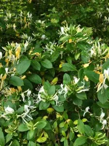 Chèvrefeuille d'hiver en fleurs