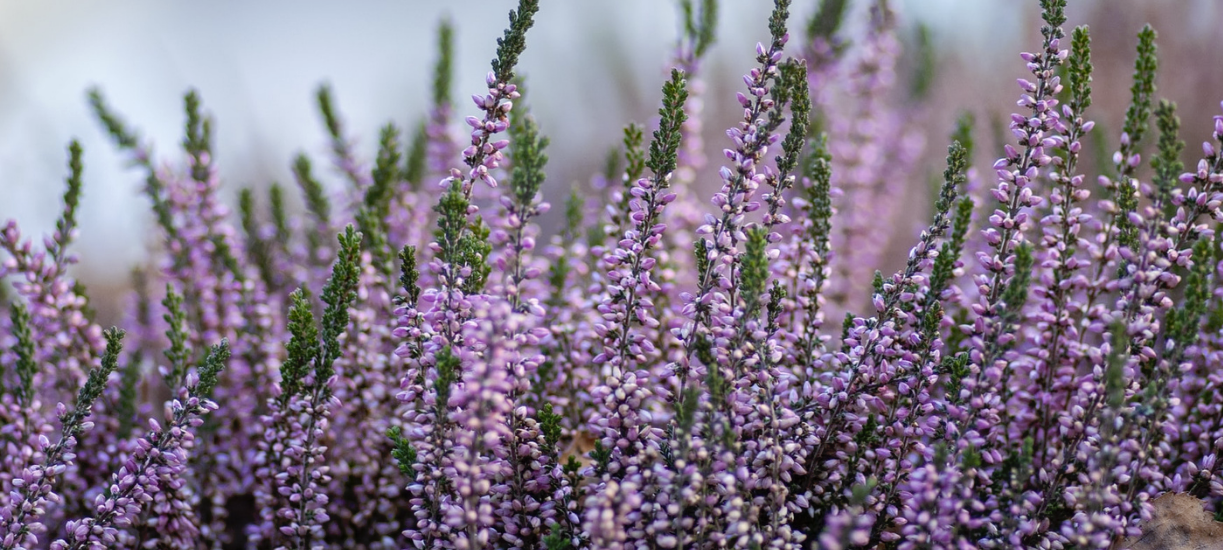 Les plantes qui fleurissent en hiver - Cmonjardinier