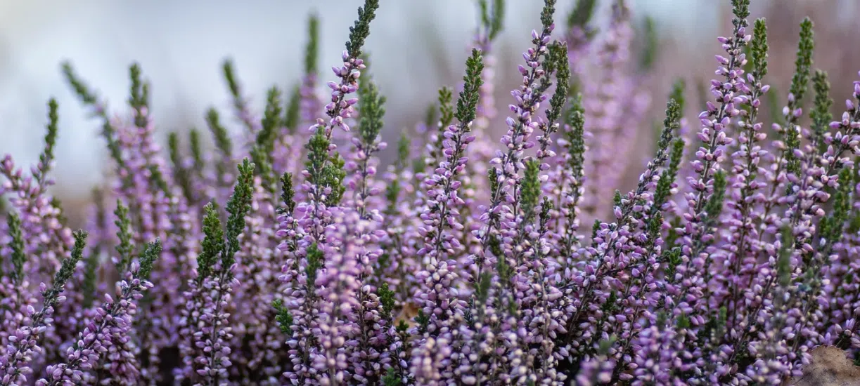 Cmonjardinier vous fait une sélection des plantes qui fleurissent en hiver.