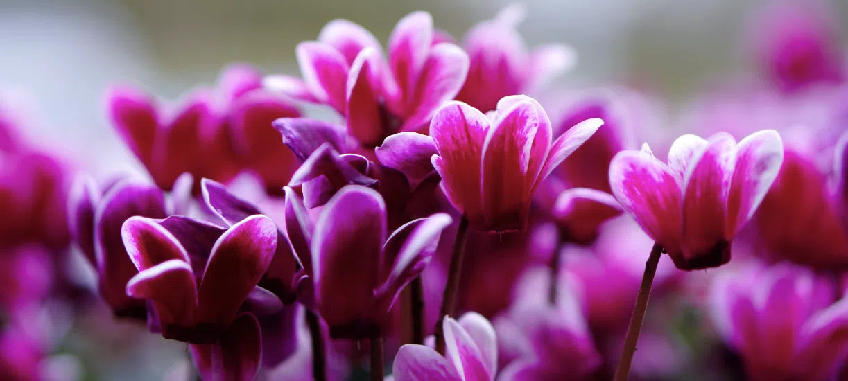 Le Cyclamen coum est une plante à floraison hivernale