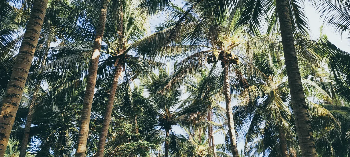 Le cocotier, une plante à noix