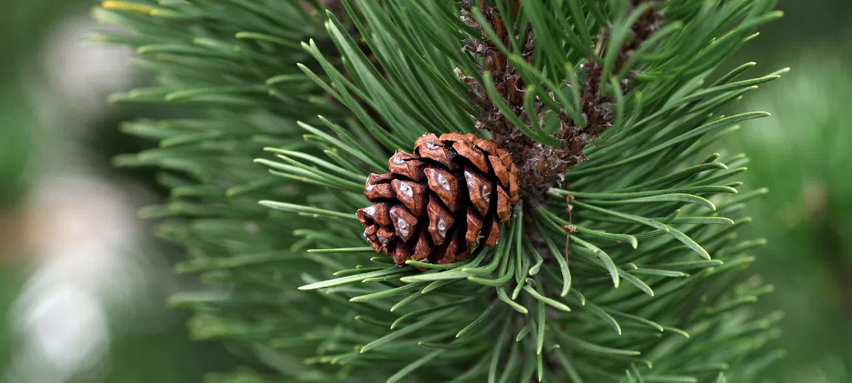 Le Pin, un arbre surprenant