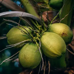 Un coco-le cocotier, un palmier à noix.
