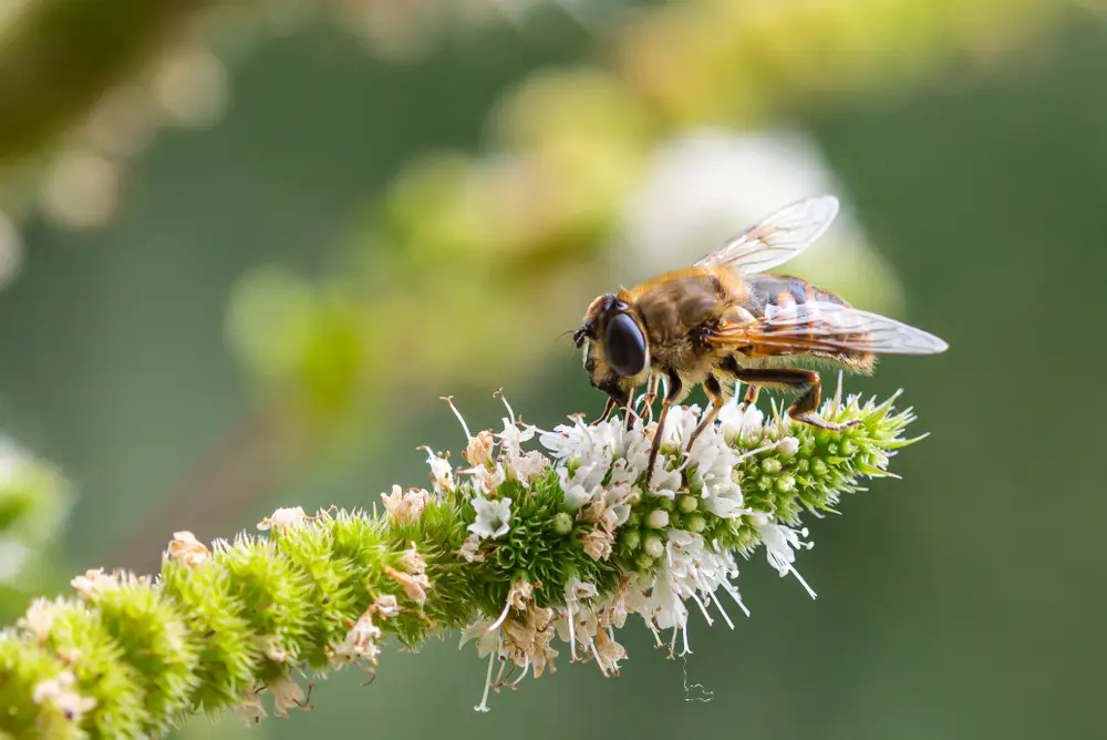 Un jardin durable et respectueux de la biodiversité