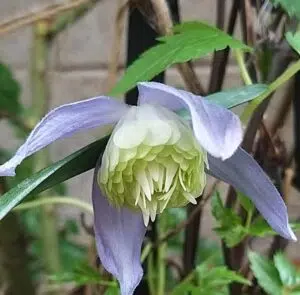 la seule clématite adaptée à un jardin de montagne