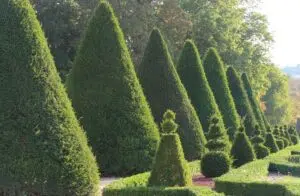 Jardin à la française