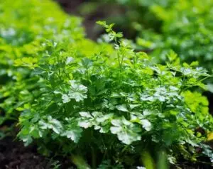 plants de persil